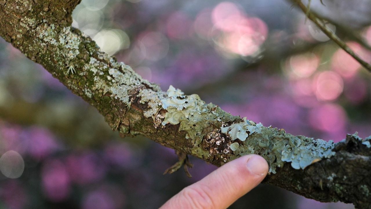 Get It Growing: Explore the fascinating world of lichens
